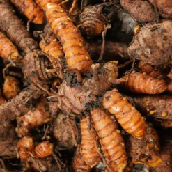 TurmaGlow Root Tuber
